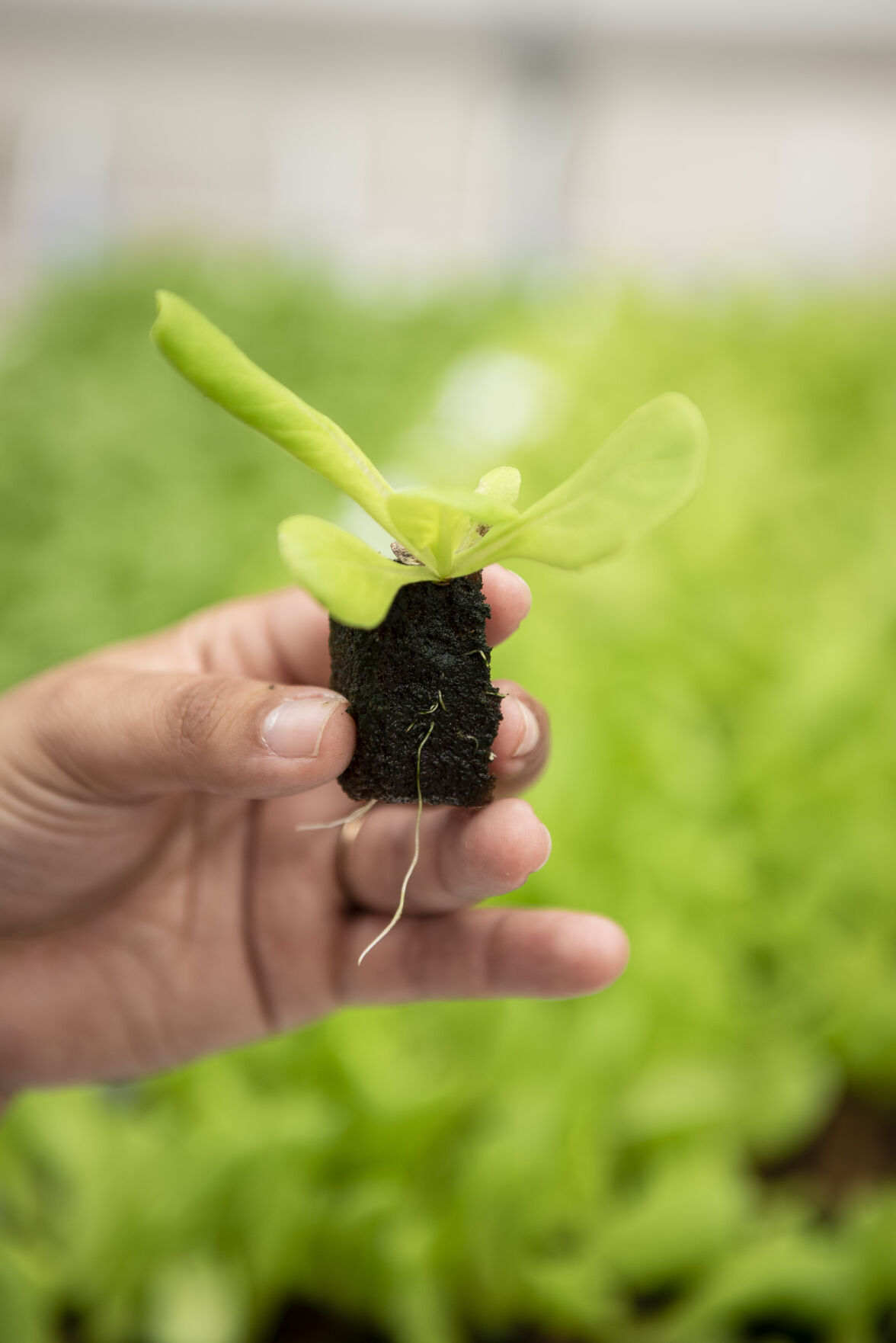 Hydroponic Greenhouse
